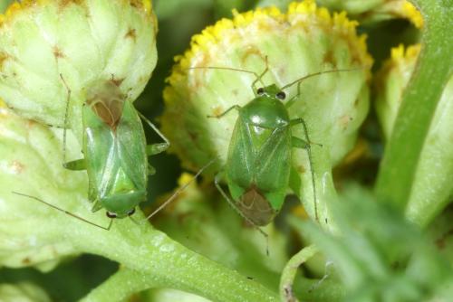 Réf. 305 994 : Apolygus spinolae